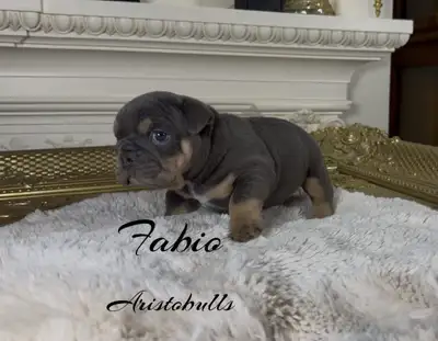Gorgeous top quality purebred English Bulldog puppy,ready for his forever family from June 15,2026....