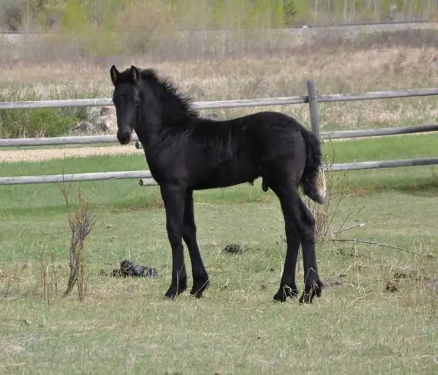 2026 Friesian Colt By Alwin 469 in Horses & Ponies for Rehoming in Edmonton - Image 6
