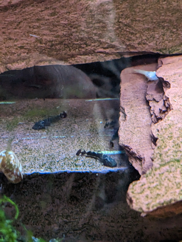 Aquarium shrimp for sale $20 for 20 in Fish for Rehoming in Oshawa / Durham Region - Image 3