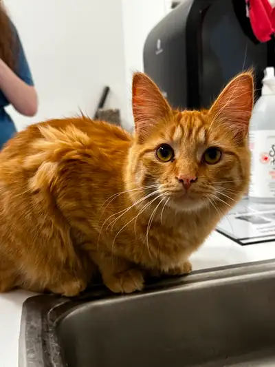 This is Chance. He’s a very good boy, super friendly and cuddly and fluffy, he’s very gentle when pl...