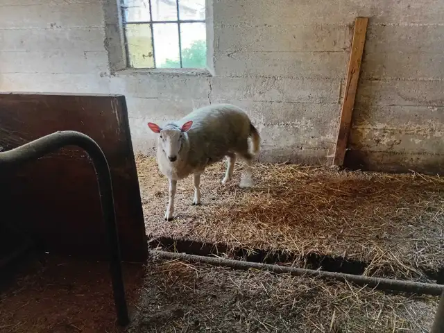 Yearling Ram for sale  in Livestock in Owen Sound - Image 4