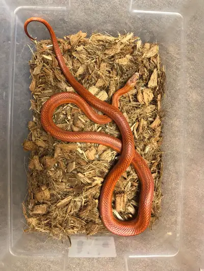1.0 male pied sided blood red corn snake, View more