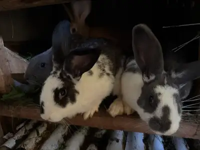 3 and 4 months old Flemish giant males ready to go