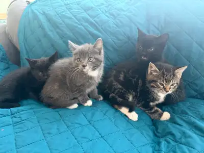 Rehoming Kittens, View more