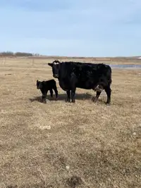 Cow calf pair 