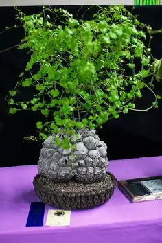 caudex a vendre, View more