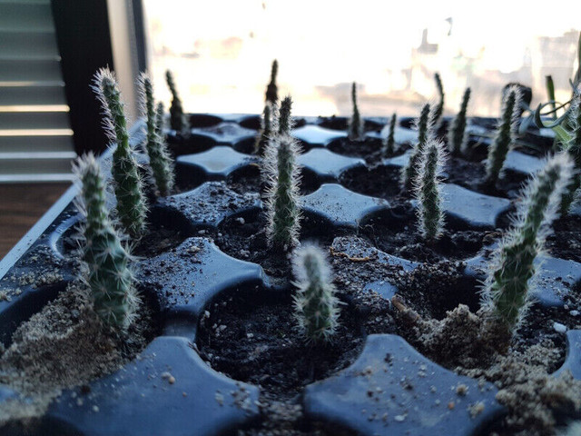 Perennial Eastern Prickly Pear Cactus Seedlings in Plants, Fertilizer & Soil in Hamilton - Image 3
