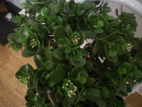 Mother's Day Jade, Money or Lucky Tree Plants