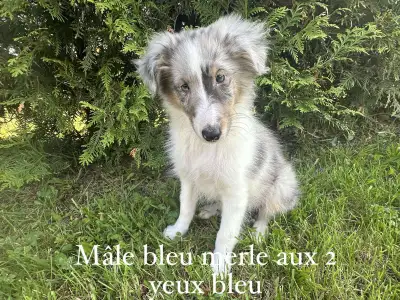 J’ai une belle portée de chiot berger shetland avec un très beau choix de couleur, mâles et femelles...