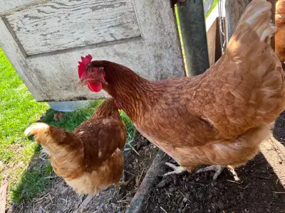 laying hens, View more