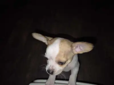Energetic loving little girl. Comes pre spoiled. She has her first shots, dewormed and vet checked....