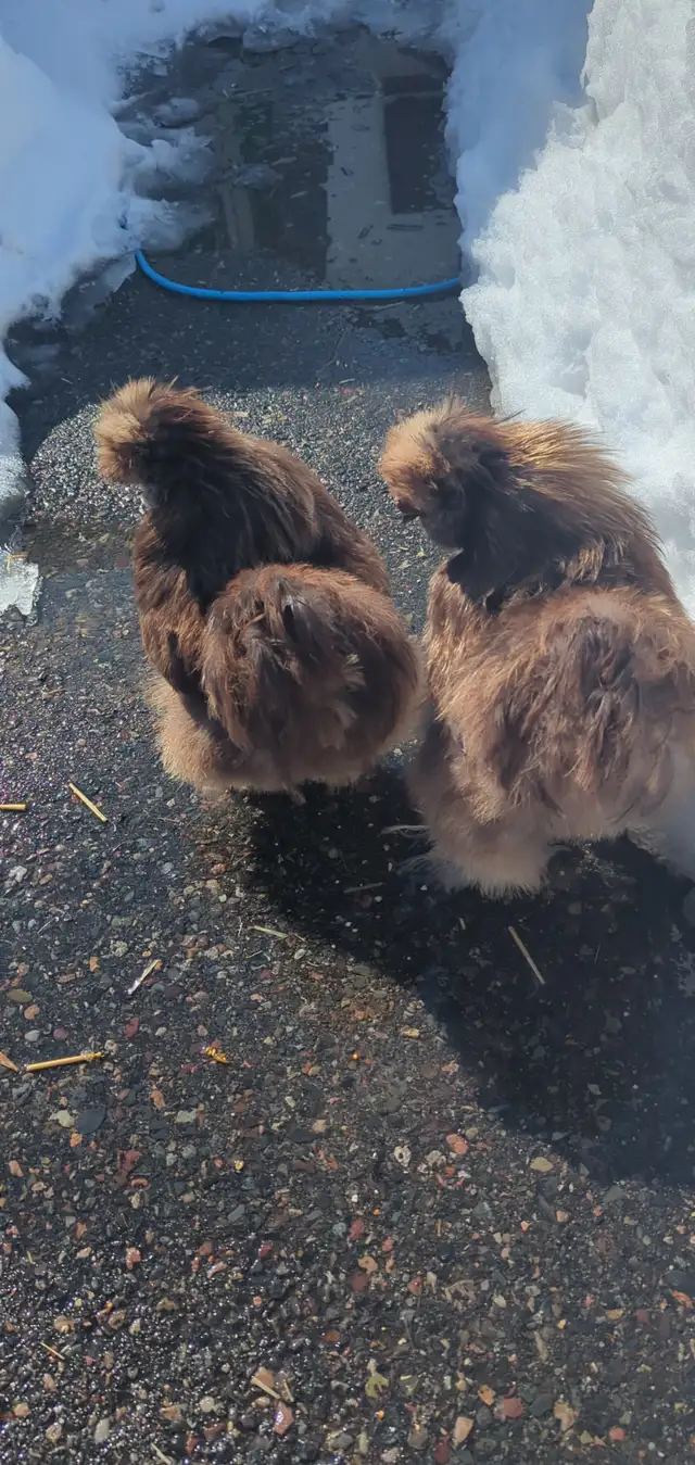 Silkie roosters in Livestock in Sudbury - Image 2