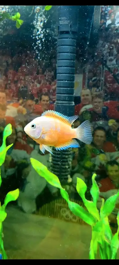 Platinum parrot cichlids, View more