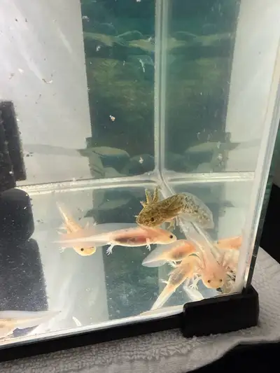 I breed axoltols, I have wild type and Leucistic Axoltols for sale. ($50 EACH) they are a few months...