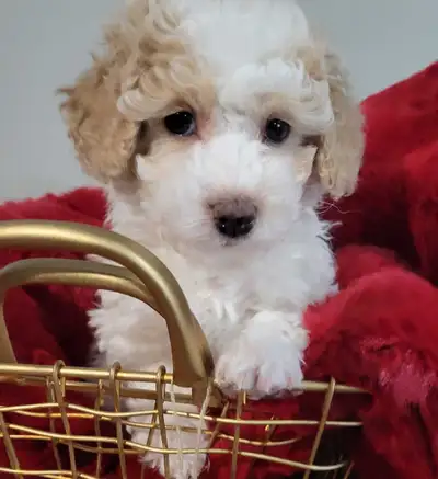 only 1 Parti Toy Poodle Pup left, View more