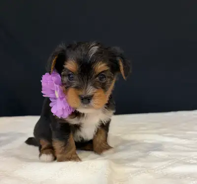 Ready to go next week! Yorkie / Biewer / parti yorkie, View more