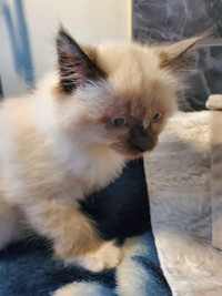 Female Ragdoll Himalayan 