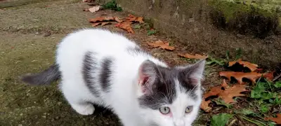 Chatons ou ado de mère Turkish Van a Adopter pour la vie, View more