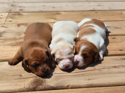 Mini Dachshund Puppies, View more