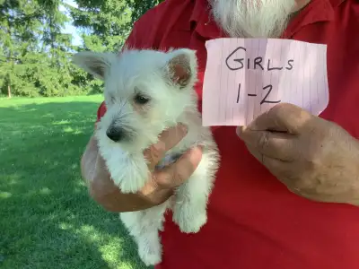 Westie Puppies $1200, View more
