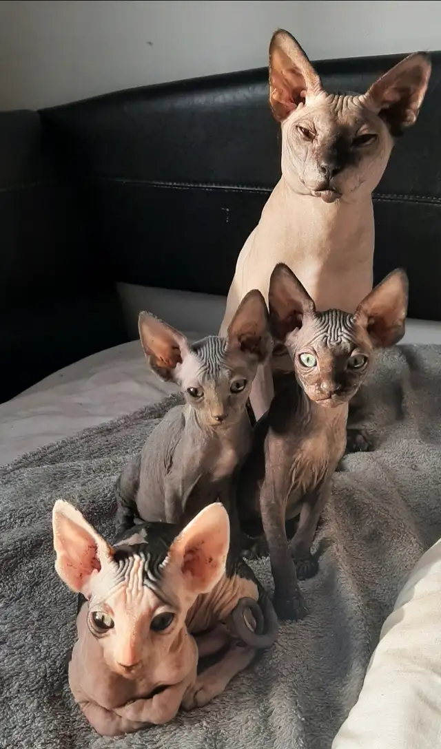 CHATON SPHYNX in Cats & Kittens for Rehoming in Laval / North Shore - Image 2
