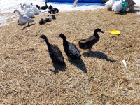 Duck Hatching Eggs For Sale