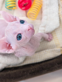 Sphynx kittens looking for a home!! Chatons sphynx !!