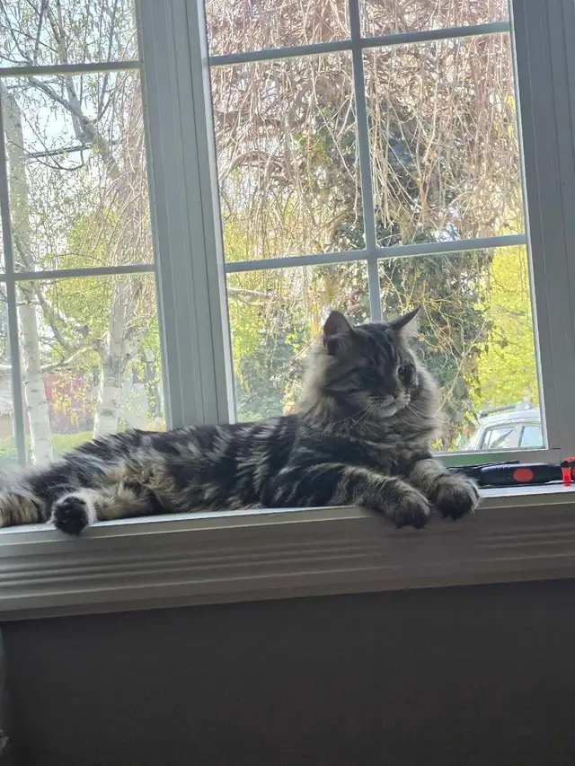 Majestic Purebred Mainecoon Male - Exceptional Temperament in Cats & Kittens for Rehoming in Oakville / Halton Region - Image 9