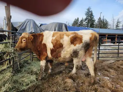GUERNSEY  BULL , View more