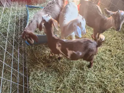 Goats for sale Toggenburg  cross, View more
