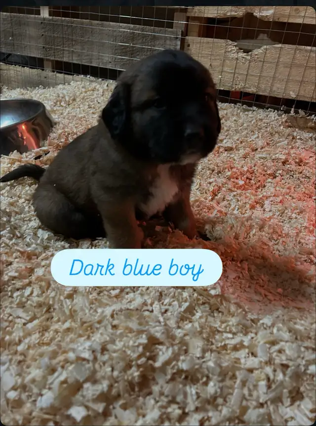 Saint Bernard mix puppies! in Dogs & Puppies for Rehoming in Winnipeg - Image 7