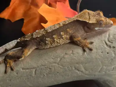 Juvenile Crested Gecko, View more