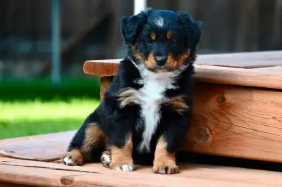CKC Miniature Australian Shepherd Puppies, View more
