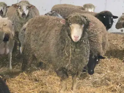 Dorset ram, View more