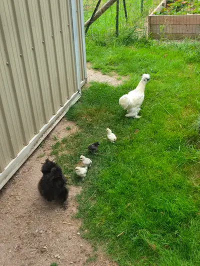 Flock of Docile Fancy Silkie Bantam Hen, Rooster, 4 Cute Chicks, View more