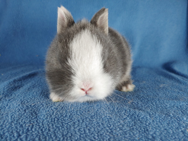EXTRAORDINARY NETHERLAND DWARF, LIONHEAD, HOLLAND LOP BUNNIES in Small Animals for Rehoming in Saint John - Image 3