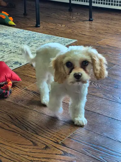 For more details, please text **905-869-7296** Oscar, a sweet companion is hoping to find a forever...
