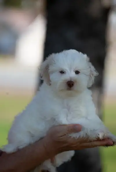 Female mini whoodle available, View more