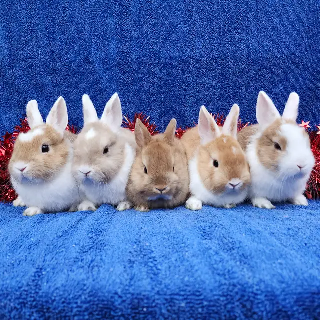 EXTRAORDINARY NETHERLAND DWARF, HOLLAND LOP,  ANGORA BUNNIES in Small Animals for Rehoming in North Bay - Image 3