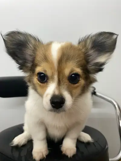 Papillon/Chihuahua Mixed Puppies For Sale, View more