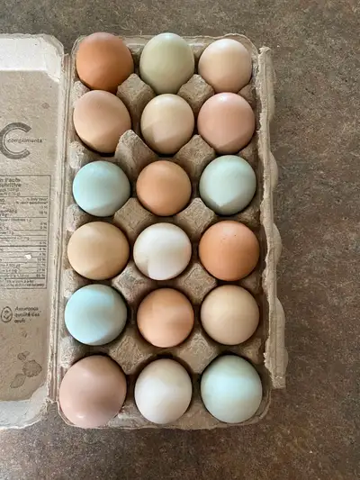 BYM Hatching Eggs, View more