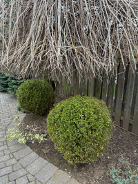 2 Boxwood Plants. 36” H and 31” D. 