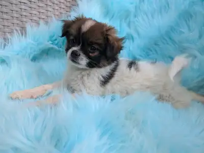 Japanese chin/pomchi, View more