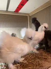  Silkies chickens 3-4 months 
