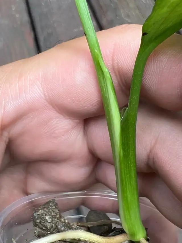 Monstera lechleriana variegated 62864746108290123