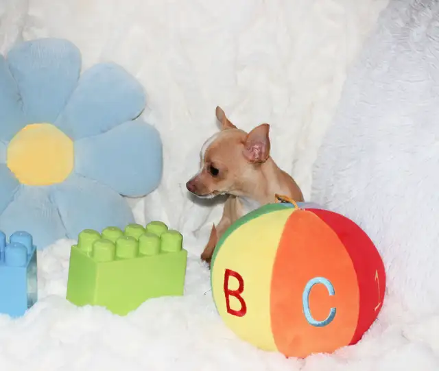VENDU Chihuahua❤Mâle Blond ❤️Protection100%.Garantie in Dogs & Puppies for Rehoming in Laval / North Shore - Image 7