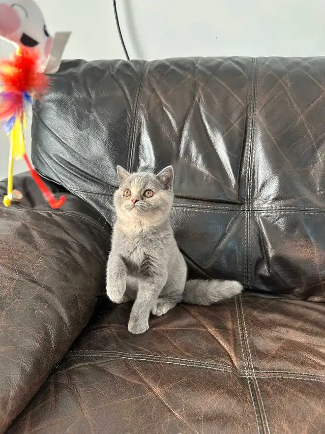 British Shorthair kittens/ chatons, CCA, purebred in Cats & Kittens for Rehoming in West Island - Image 7