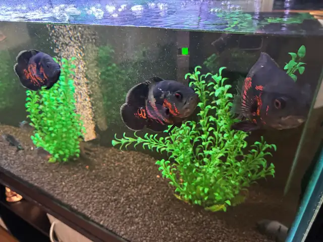 3 juvenile tiger Oscars in Fish for Rehoming in Calgary - Image 2