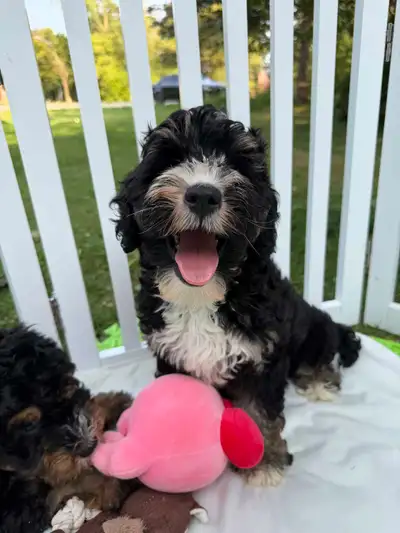 F2 MINIATURE BERNEDOODLES READY TO GO, View more
