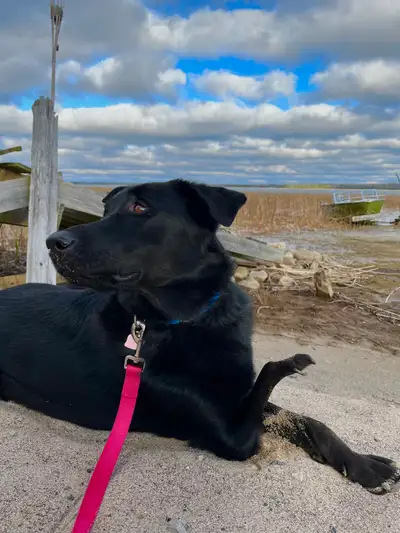  Lab/Husky Mix Looking for His Forever Hom, View more